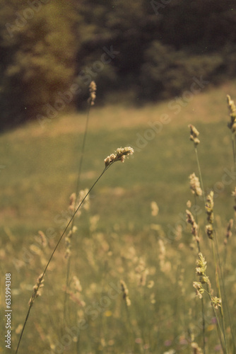field of grass © Brian