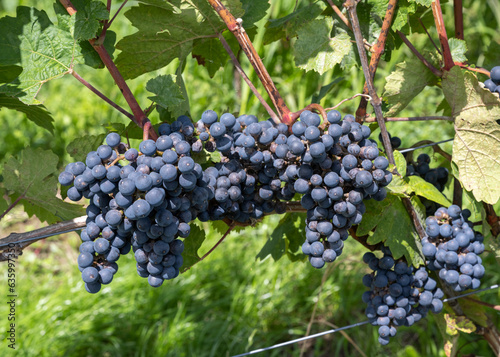 Grape red near Baden Baden _Baden-Wuerttemberg, Germany