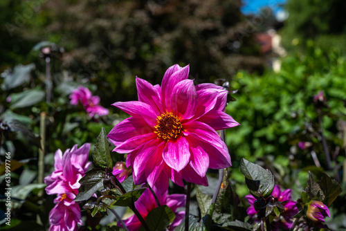 Fotografija The dahlia (name, Fascination) in the dahlia garden Baden Baden near the lichtentaler alley