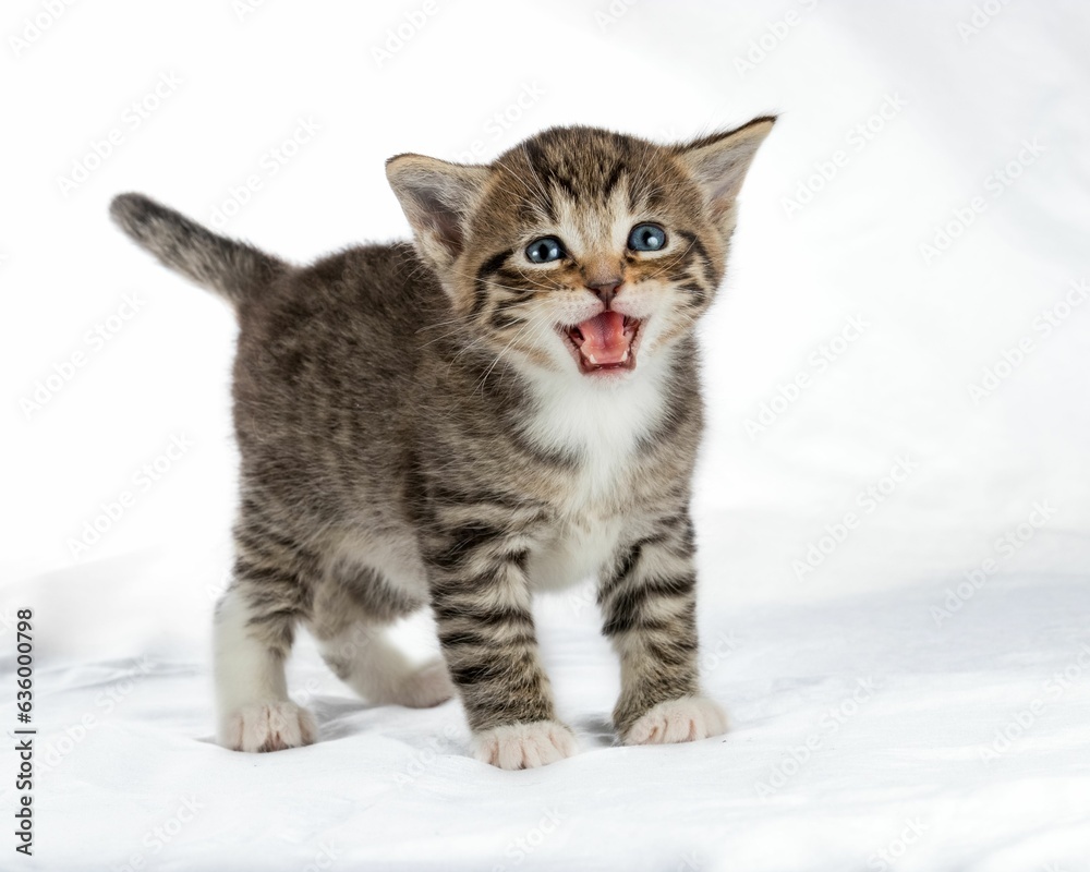Charming gray kitten on a white background, looking into the camera with its large eyes