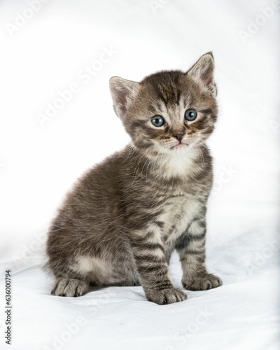 Charming gray kitten on a white background, looking into the camera with its large eyes © Leigh2/Wirestock Creators