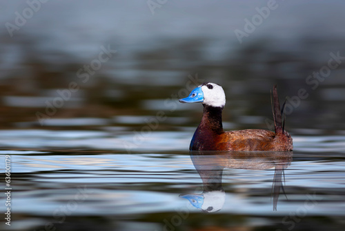 Swiming duck. Nature background. Duck: White headed duck. Oxyura leucocephala. photo