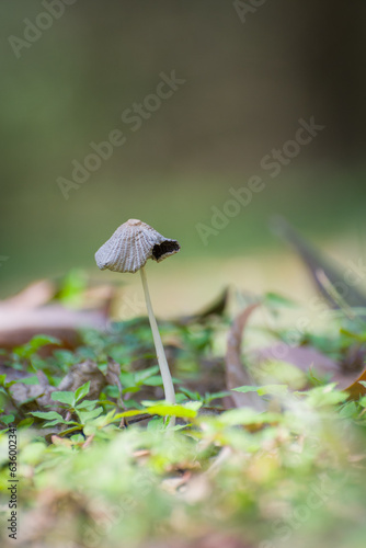 Little white fungi or mushroom in the forest growing nup in rainy season.
