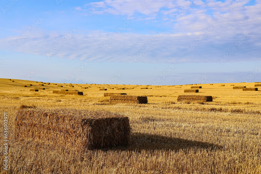 Compressed field with rectangular bales of yellow straw in an empty field against a background of a blue sky with beautiful white clouds. Sunny day. Agriculture of Ukraine