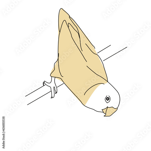 An image of a lovebird parrot. Linear drawing of a bird