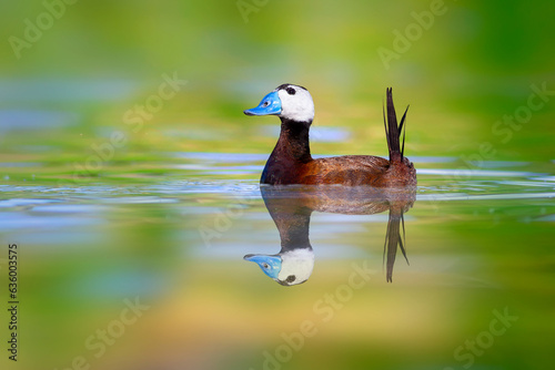 Swiming duck. Nature background. Duck: White headed duck. Oxyura leucocephala. photo