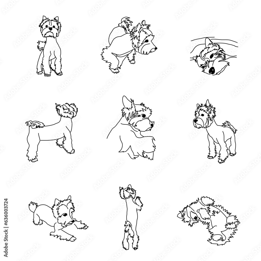 Set of drawings of the Yorkshire Terrier puppy in different poses. Dog Linear Vector