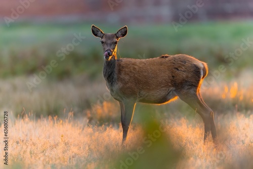 Barbary deer standing in a grassy meadow licking lips photo
