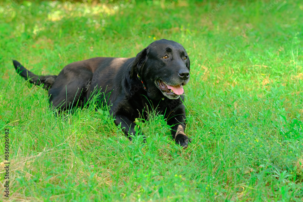 Happy labrador dog lies with his tongue hanging out in the grass in summer Happy labrador dog lies with his tongue hanging out in the grass in summer