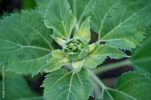 Foto Closeup of green tendrils of a fresh sunflower