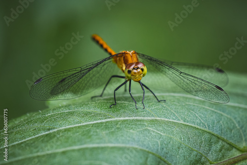 Close-up of meadowhawk dragonfly.