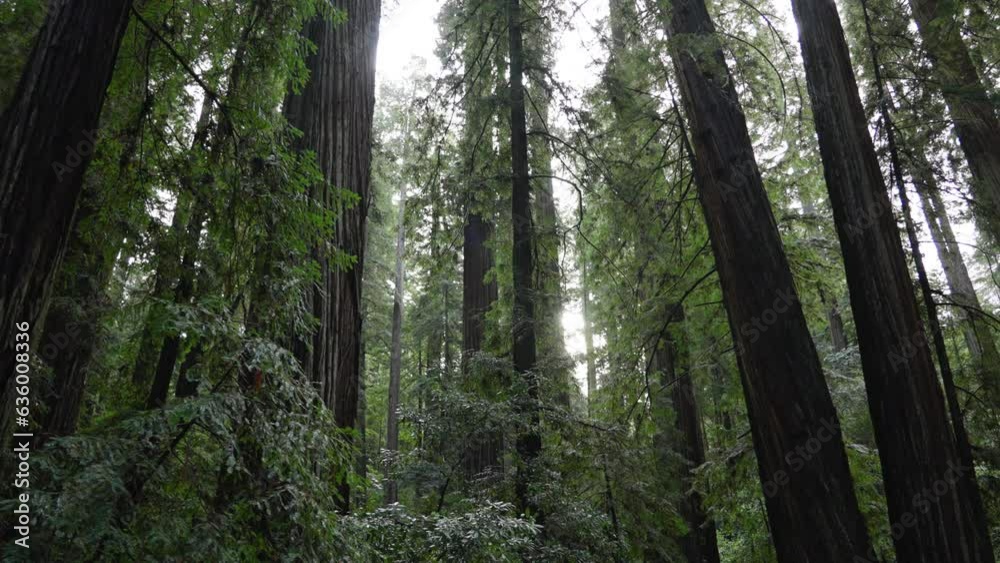 Giant red wood forest Giant red wood forest