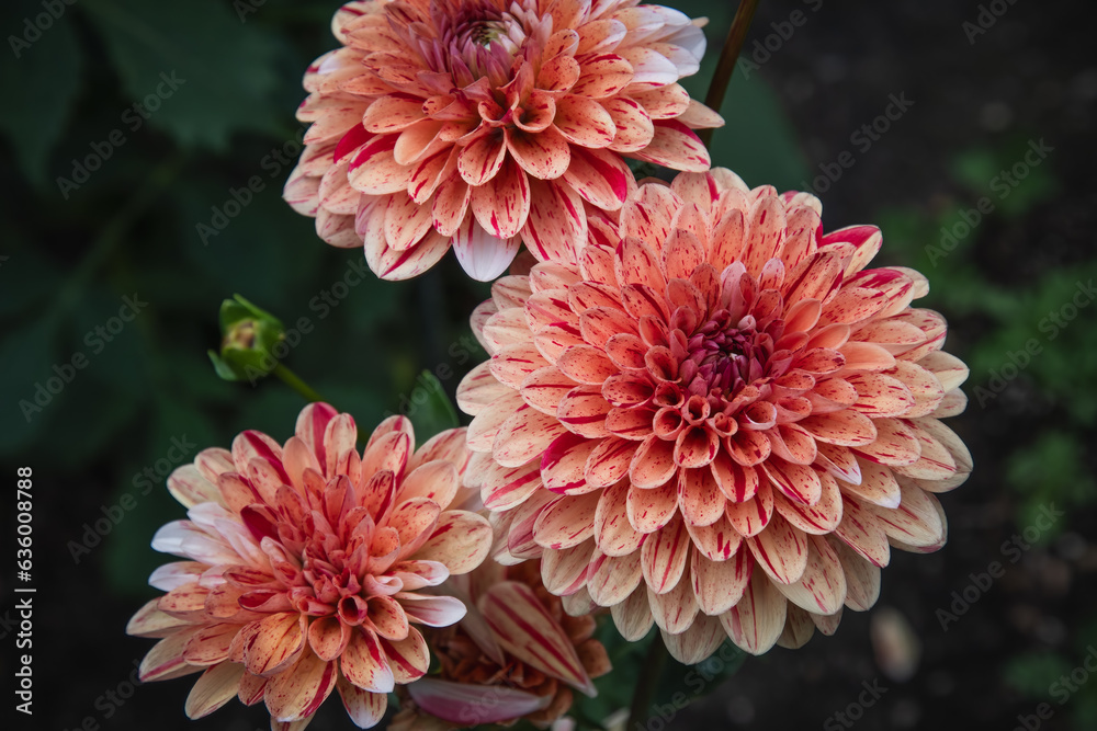 Peach and orange speckled dahlia flowers.