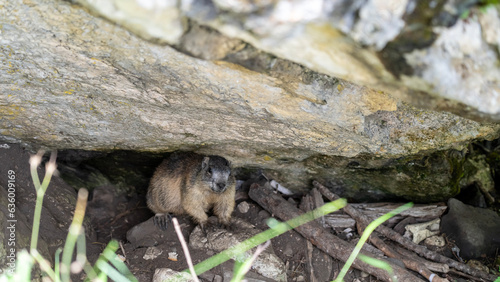 Amazing close-up of a young marmot outside his burrow