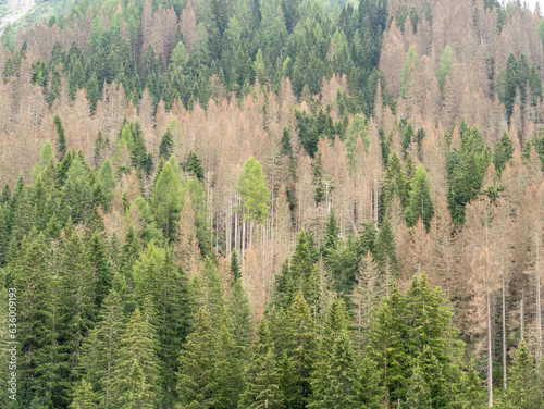 Woods destroyed by the bark beetle, whose scientific name is Ips typographus, the beetle that is ravaging the forests. European Alps