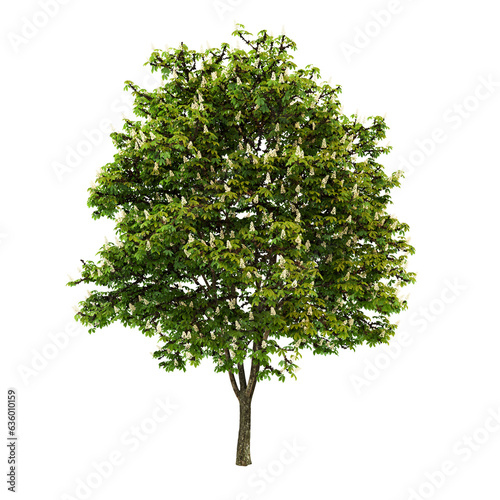 chestnut tree isolated on white background