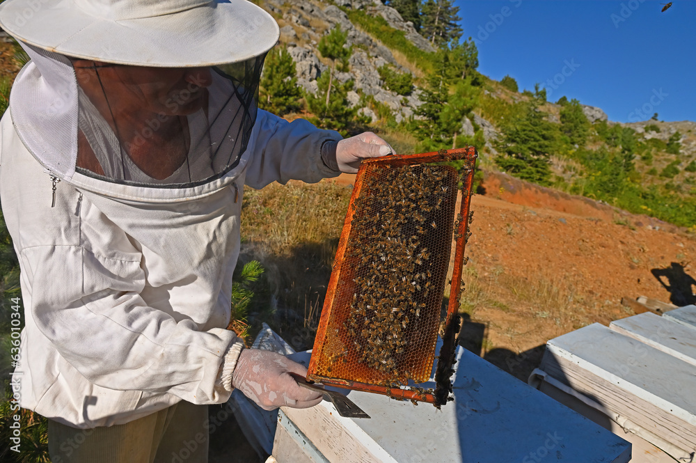 A beekeeper who checks the bees and honey in his hives. A beekeeper who checks the bees and honey in his hives.