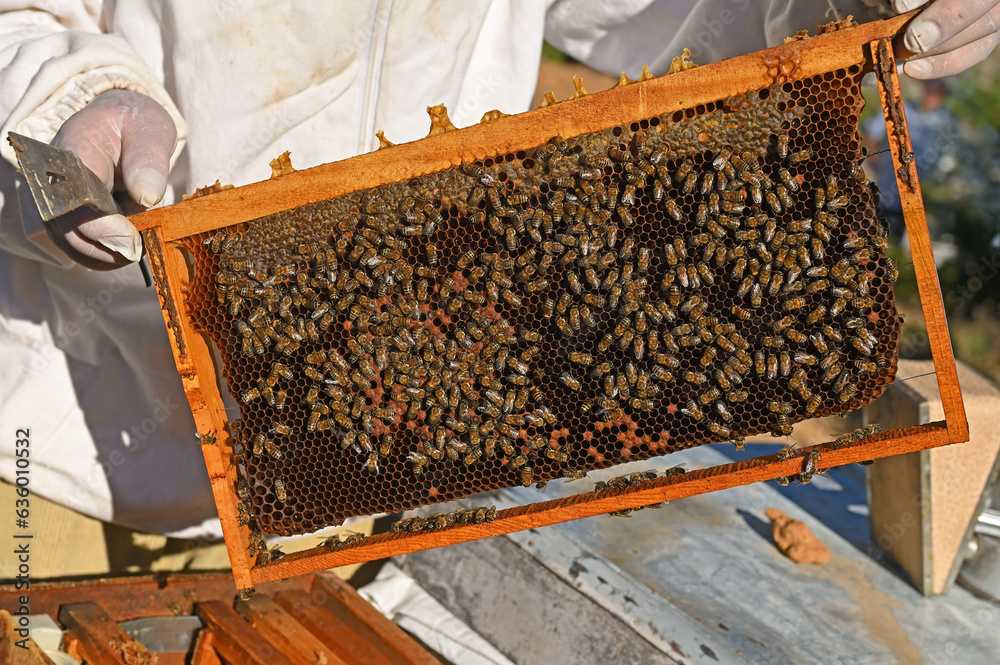 A beekeeper who checks the bees and honey in his hives. A beekeeper who checks the bees and honey in his hives.