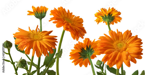 A blooming flower of Calendula, flowers closeup isolated on transparent background