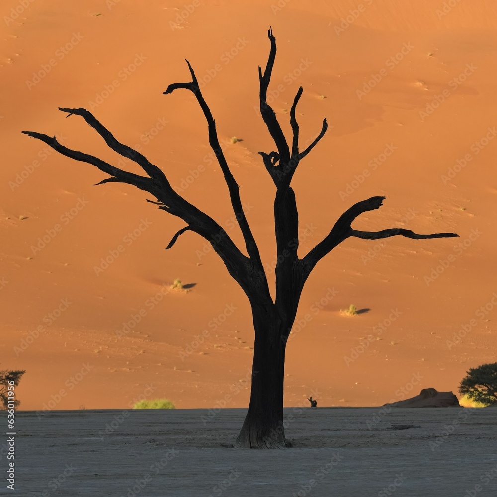 Namibia, the Namib desert, dead acacia Namibia, the Namib desert, dead acacia
