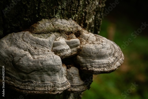 Striking mushroom on a tree trunk in a sun-dappled forest
