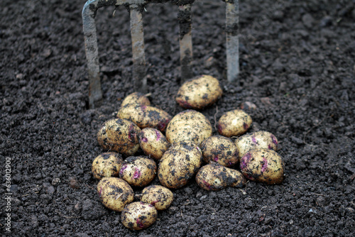 mainly waxy potatoes, blue belle variety