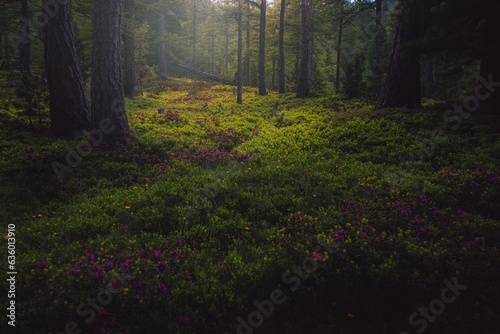Vibrant landscape of lush green foliage featuring tall trees a blooming field of flowers
