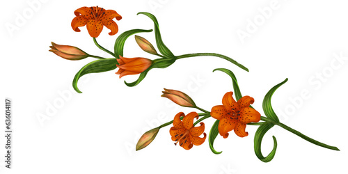 Lilium martagon. Orange Lilia. Watercolor tiger lily branch
