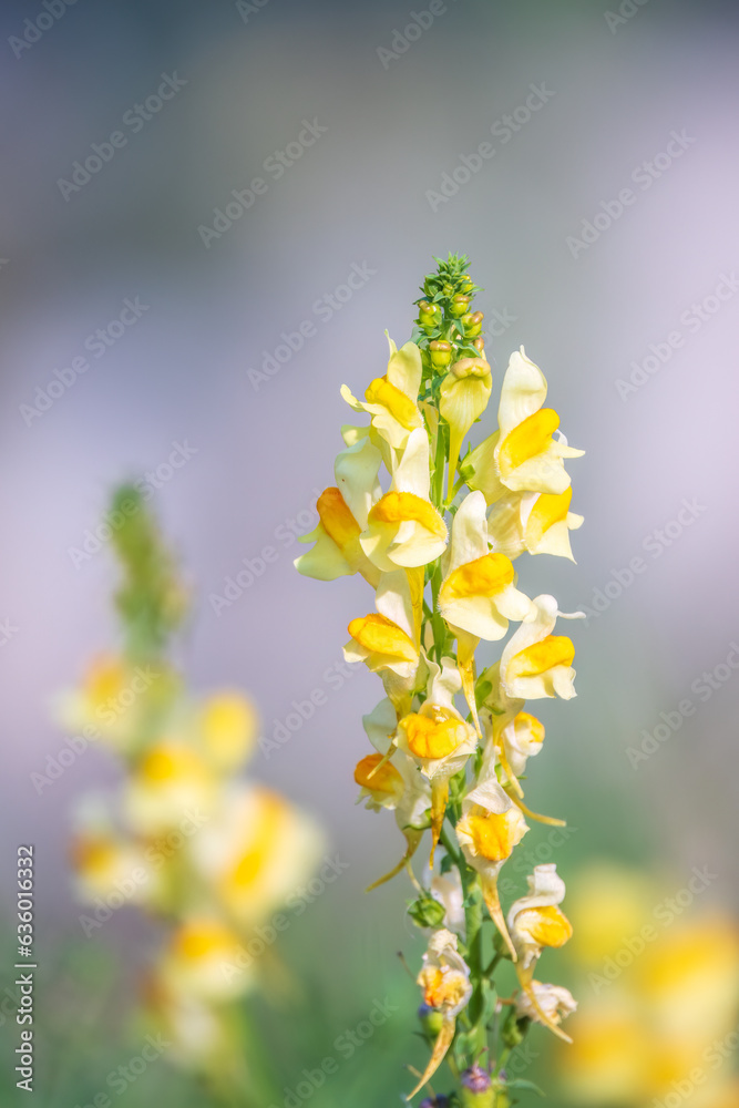 Obraz premium Linaria vulgaris common toadflax yellow wild flowers flowering on the meadow, small plants in bloom in the green grass