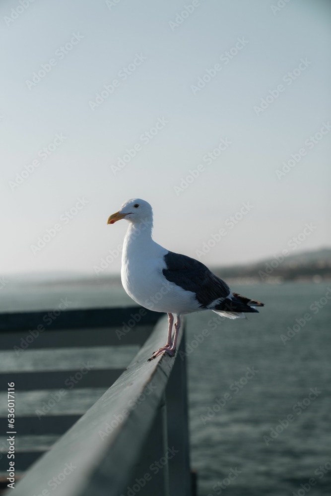 Fototapeta premium Seagull with a bright yellow beak standing on a wooden fence next to the sea