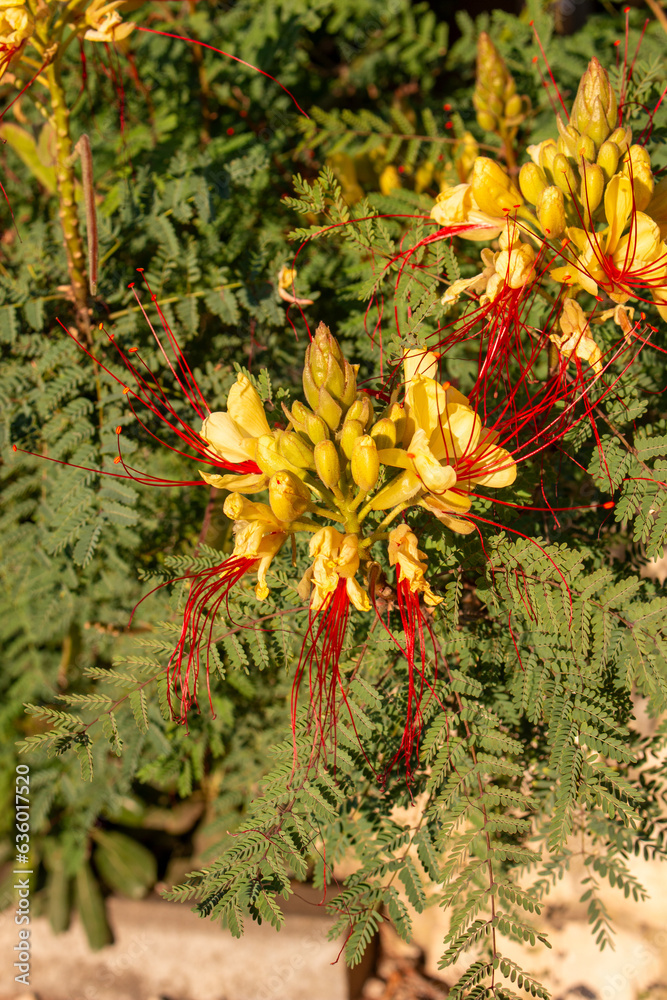 bird of paradise (in german Paradiesvogelbaum) erythrostemon gilliesii bird of paradise (in german Paradiesvogelbaum) erythrostemon gilliesii