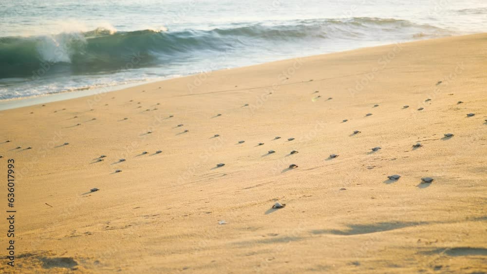 Baby sea turtles crawling to sea