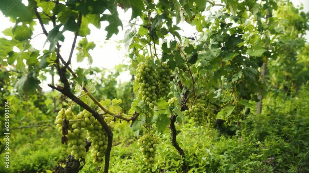 Row of green grapes growing in a vineyard field with blue sky Row of green grapes growing in a vineyard field with blue sky
