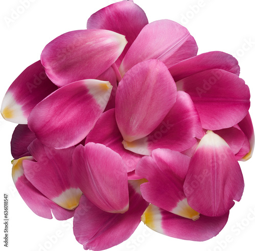 an isolated pile of tulip petals in the shape of a circle
