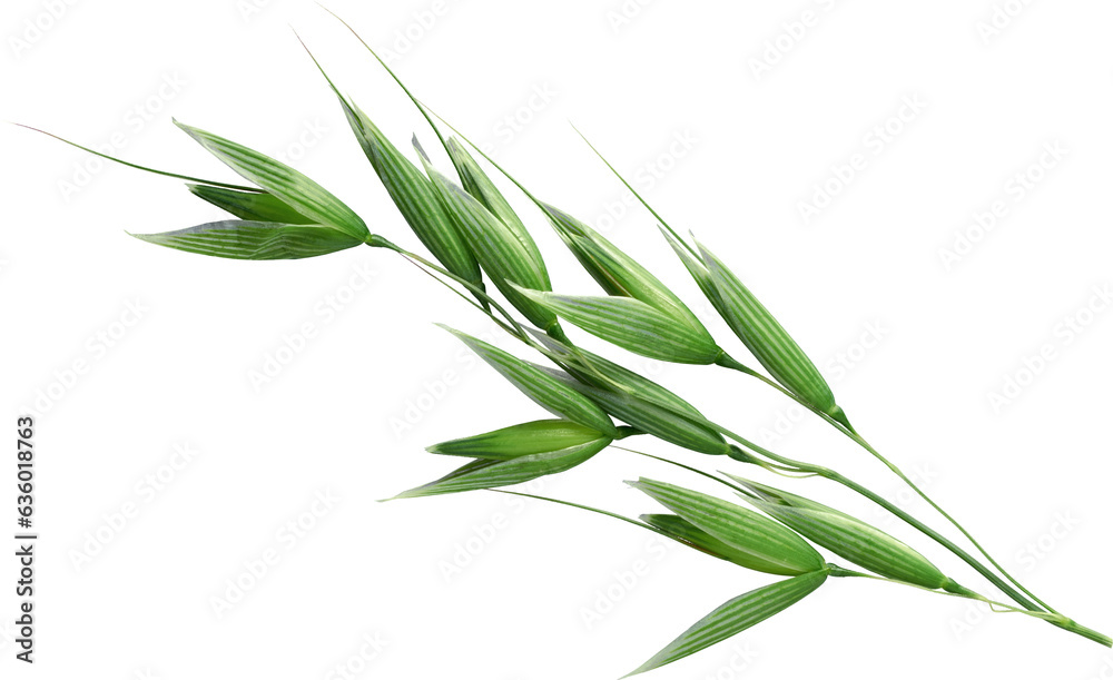 Branch of Fresh Green Barley - Ready to use PNG Cutout Premium Isolated Image Branch of Fresh Green Barley - Ready to use PNG Cutout Premium Isolated Image