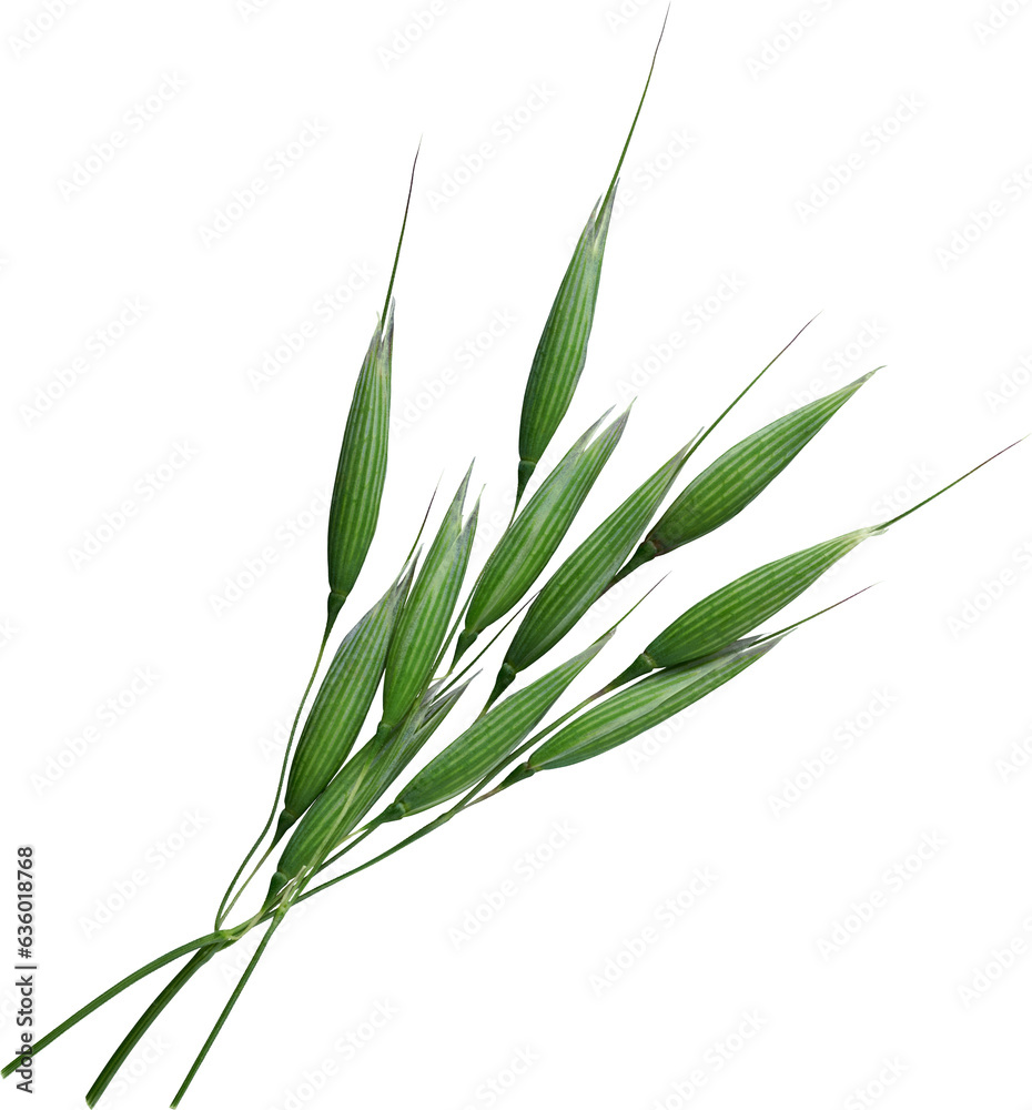 Naklejka premium branch of fresh green barley - Ready to use PNG Cutout Isolated Image