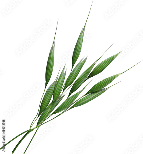 branch of fresh green barley - Ready to use PNG Cutout Isolated Image