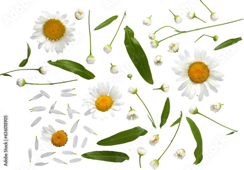 petals and parts of chamomile - Ready to use PNG Cutout Premium Isolated Image