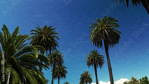 Palm tress with a VHS effect photo