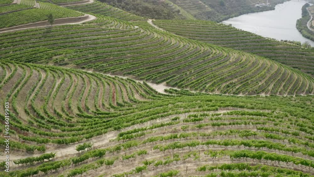 Landscape scene of cascade Douro Porto Vineyard ridge with hazy sky in Portugal Landscape scene of cascade Douro Porto Vineyard ridge with hazy sky in Portugal