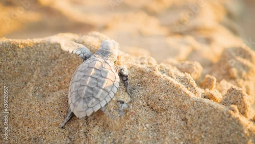 Baby sea turtle crawling in sand