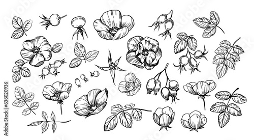 Hawthorn berries and leaves set. Hand drawn herbal plants. Herbal tea design. Sketch vector illustration.