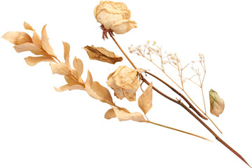 Dried flower with dried leaves - Ready to use Premium PNG Cutout Isolated image