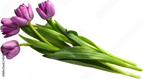 a beautiful isolated bouquet of tulips