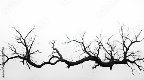 White background in Thailand with a dead tree. silhouette concept