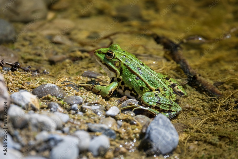 Close-up of a green Edible frog (Pelophylax esculentus) perched on the edge of a pond Close-up of a green Edible frog (Pelophylax esculentus) perched on the edge of a pond