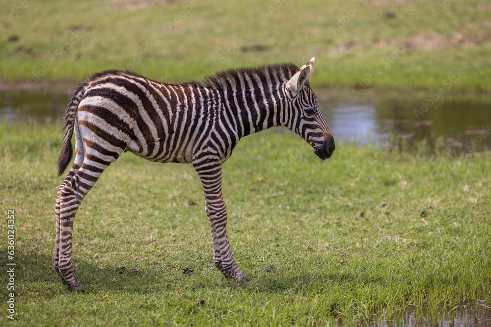 Zebra standing on the grassy plains, near a small pond Zebra standing on the grassy plains, near a small pond