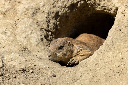 Close-up of an adorable Mexican prairie dog (Cynomys mexicanus) in burrow in the ground