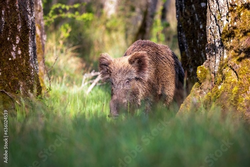 Adorable wild boar (Sus scrofa) enjoying the outdoors in a peaceful, grassy meadow