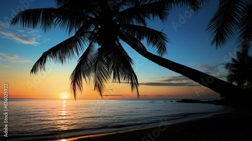 Observe coconut tree silhouette